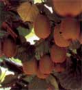 Agriorganico 10 %